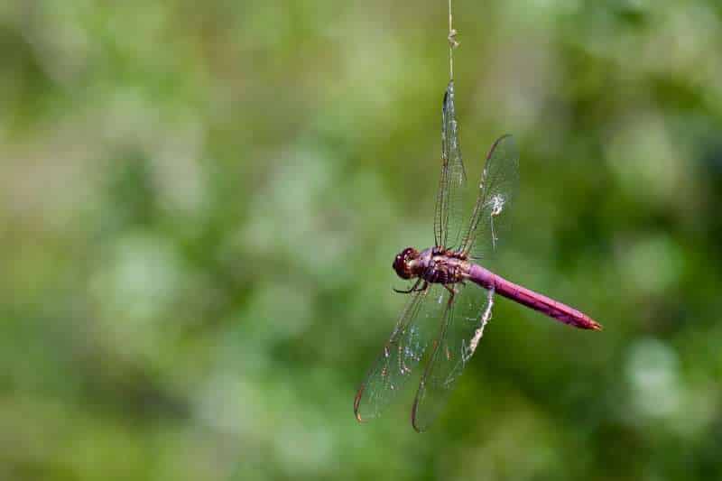 A purple dragonfly hangs suspended from a single strand of spider web. Remnants of additional web strands are visible on its two long, transparent hind wings.