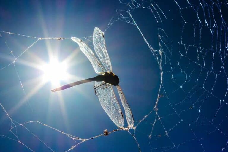 Dragonflies vs. Spider Webs