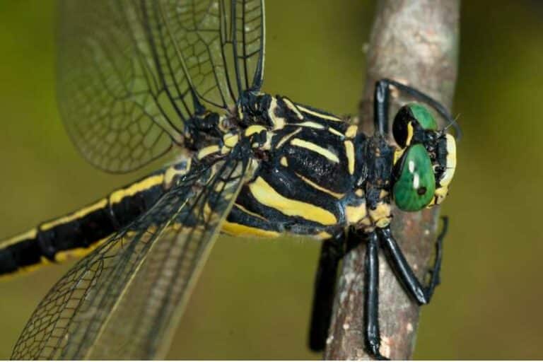 Meet North Carolina’s Biggest Dragonflies