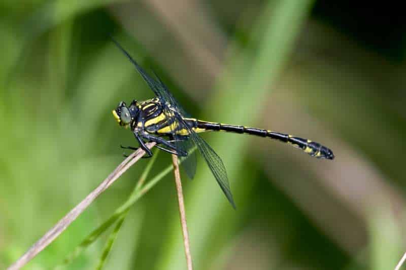 A dragonhunter dragonfly (Hagenius brevistylus) perched on a twig. Its eyes are grayish-green. Its body is black with thick yellow stripes. Its long abdomen is mostly black with yellow stripes along the top and bottom. The end of its abdomen is only slightly enlarged, despite this insect being a "clubtail" dragonfly in family Gomphidae.