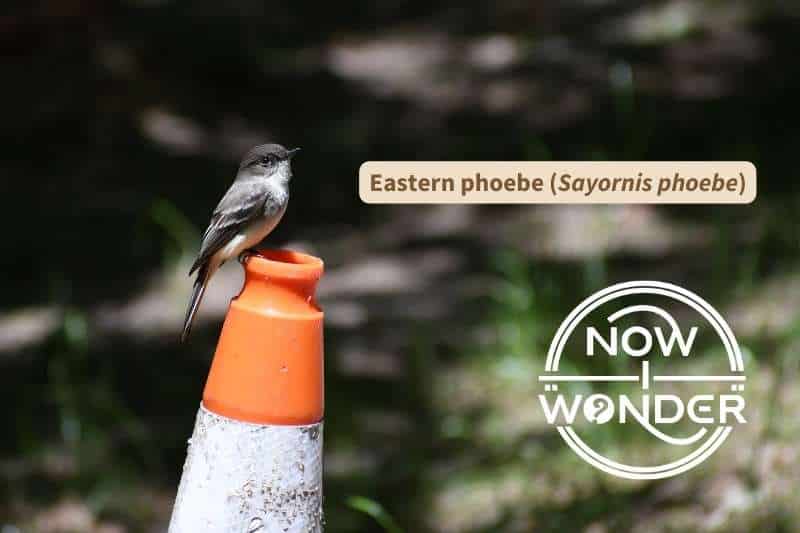 This eastern phoebe (Sayornis phoebe) is perched on a traffic cone. It has a dark gray back, whitish underside, with dark gray wings and tail. Its eyes and beak are black.