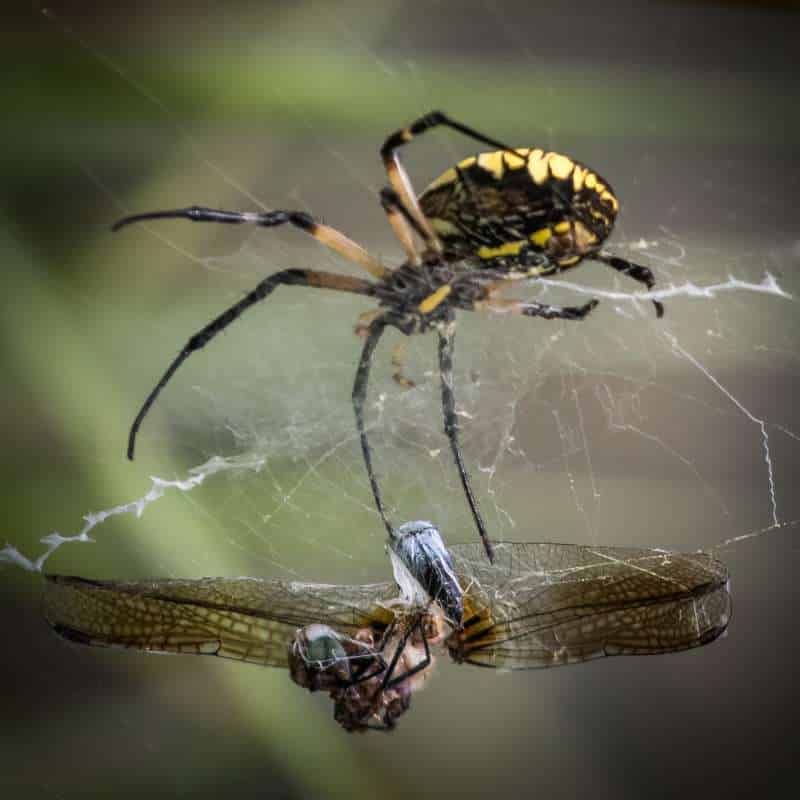 A large yellow and black spider (likely an Argiope aurantia) stands on its web over a dismembered blue dragonfly which the spider has entombed in silk.