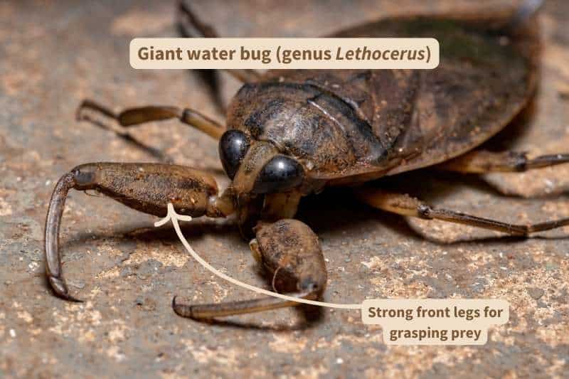 A close-up of a giant water bug (genus Lethocerus). It has large, solid black eyes; not shown is the sharp beak with which it stabs its prey.
