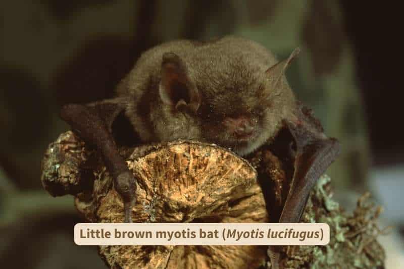 A close-up view of a little brown myotis bat (Myotis lucifugus) resting on a branch. This mammal is dark brown with tiny black eyes and large triangular ears.