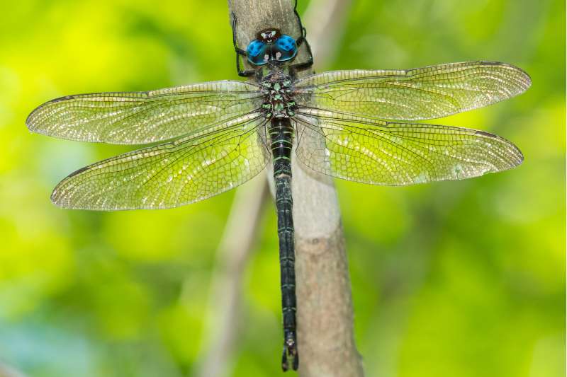Close up of a swamp darner dragonfly (Epiaeschna heros) perched on a twig. It has brilliant blue eyes spotted with black pseudopupils, clear wings, and a black body striped with lime green on its thorax and ringed with lime green down its abdomen.