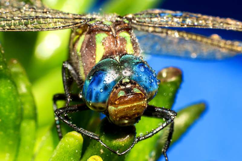 A close-up of a swamp darner dragonfly (Epiaeschna heros). The dragonfly has brillliant, sapphire blue eyes, and a brown face with two green spots and a thin greenish line running from one side of its face to the other. Its thorax is dark brown and striped in bright yellowish-green. The entire insect is sprinkled with water droplets.
