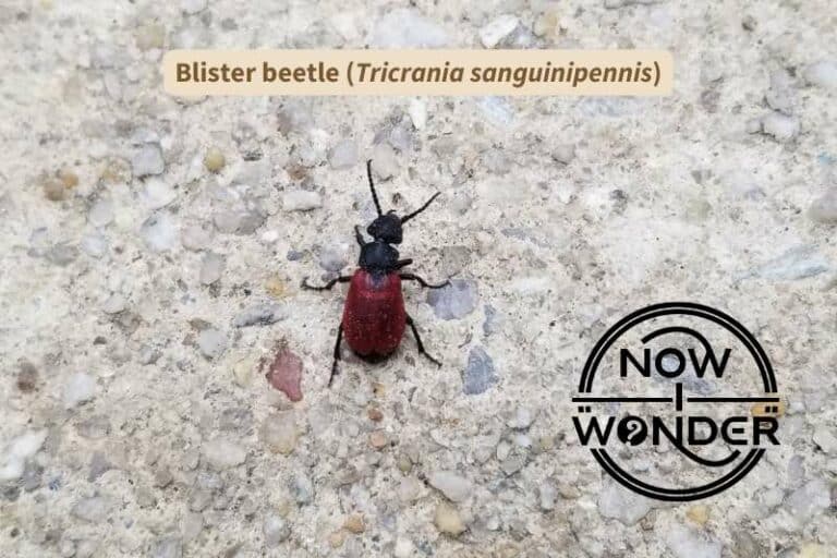 Blister Beetle (Tricrania sanguinipennis)