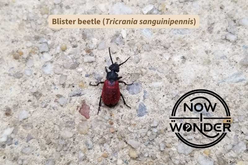 A Tricrania sanguinipennis blister beetle. This insect has a black head and thorax and deep red wing covers that don't quite cover the tip of its abdomen.