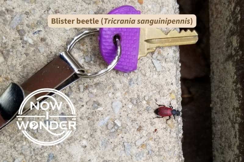 A Tricrania sanguinipennis blister beetle next to a key for scale. This insect has a black head and thorax and deep red wing covers that don't quite cover the tip of its abdomen.