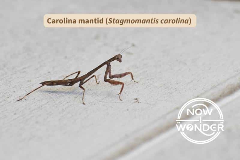 A small Carolina mantid praying mantis (Stagmomentis carolina) is walking across a picnic table. Its body, middle, and hind pair of legs are extremely long and thin. Its head is triangular and its large, mottled brown and tan eyes are widely spaced on the corners of its head. Its mouth form the third point of the triangular shape. Its front pair of legs show the rows of sharp spines with which praying mantises catch their insect prey.