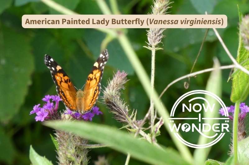 An orange and black American painted lady butterfly (Vanessa virginiensis) seen from slightly above and behind is perched on a thistle-like plant with pinkish-purple flowers.