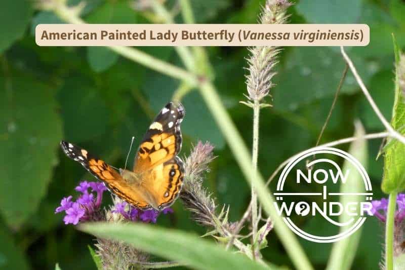 An orange and black American painted lady butterfly (Vanessa virginiensis) seen from slightly above and behind is perched on a thistle-like plant with pinkish-purple flowers. It's body is orange and fuzzy and the clubs of its antennae are white.