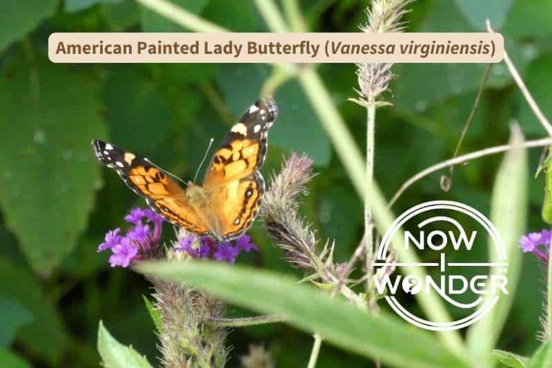 An orange and black American painted lady butterfly (Vanessa virginiensis) seen from slightly above and behind is perched on a thistle-like plant with pinkish-purple flowers. It's body is orange and fuzzy and the clubs of its antennae are white.