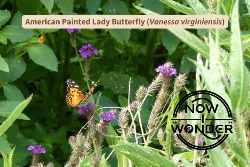 An orange and black American painted lady butterfly (Vanessa virginiensis) seen from slightly above and behind is perched on a thistle-like plant with pinkish-purple flowers.