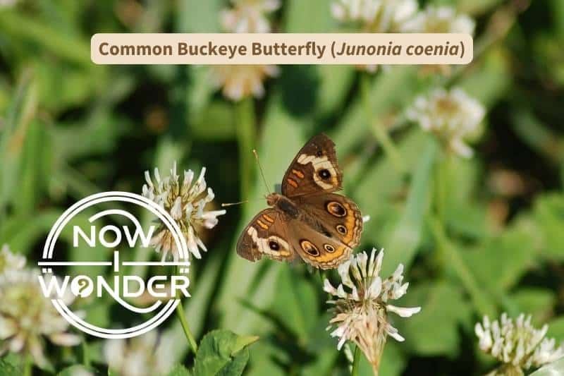 A Common Buckeye butterfly (Junonia coenia) perched on a white clover flower with wings spread to the sides. It has a furry dark brown abdomen, and brown, clubbed antennae. Its wings are dark brown overall, with two bright orange bars on each forewing, and a series of three large eyespots along the wing margins. This individual's wings are ragged and worn, especially the left forewing.
