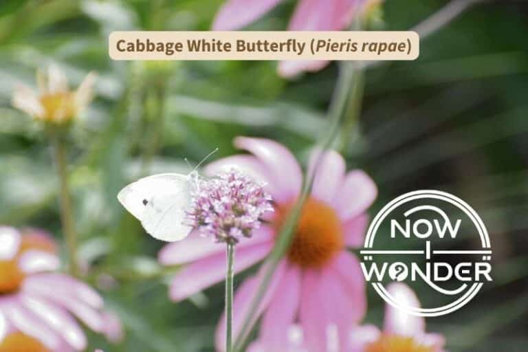 Cabbage White Butterfly (Pieris rapae)