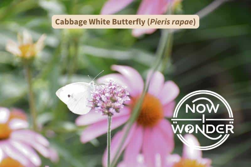 A male Cabbage White (Pieris rapae) butterfly perched on clover-like flower. The butterfly is bright white, with charcoal wingtips and a single dark spot on its forewing and is sipping nectar from the pinkish-white flower.