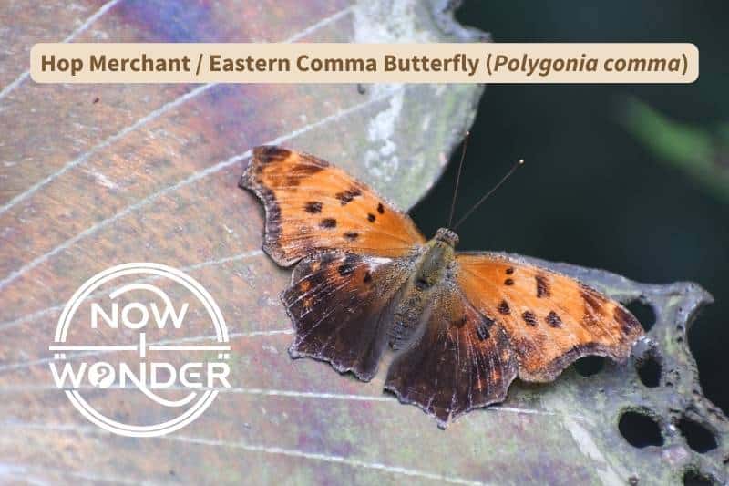 An orange and black Hop Merchant (also known as an Eastern Comma) butterfly (Polygonia comma).