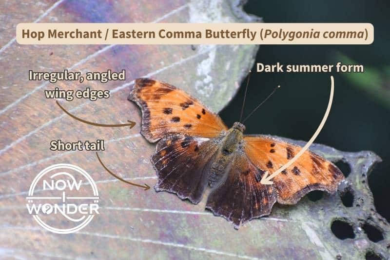 A diagram of a Hop Merchant (otherwise known as an Eastern Comma) butterfly (Polygonia comma) showing several distinctive features, including the species' irregular, angles wing edges, the short hindwing tail, and the darker color of the summertime individuals.