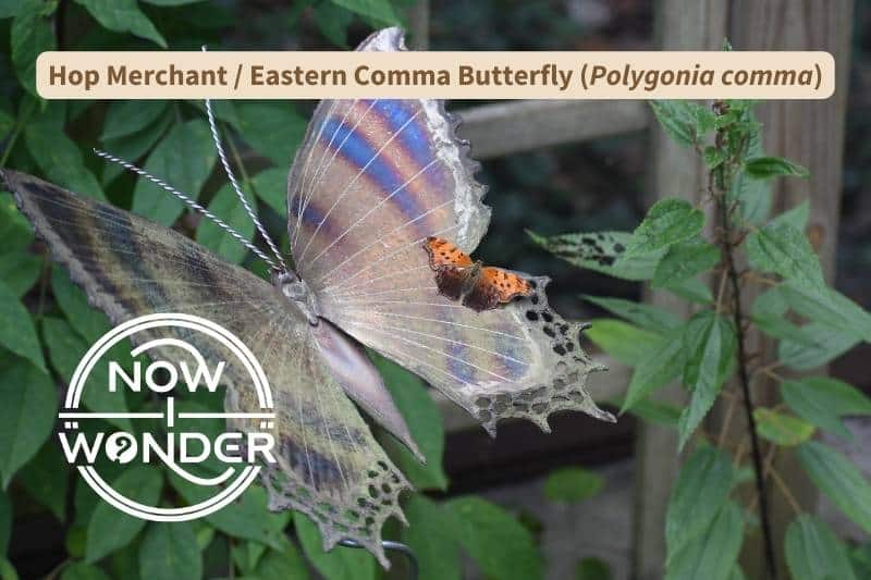 An orange and black Hop Merchant or Eastern Comma butterfly (Polygonia comma) is perched on an iridescent metal butterfly sculpture in a butterfly enclosure.
