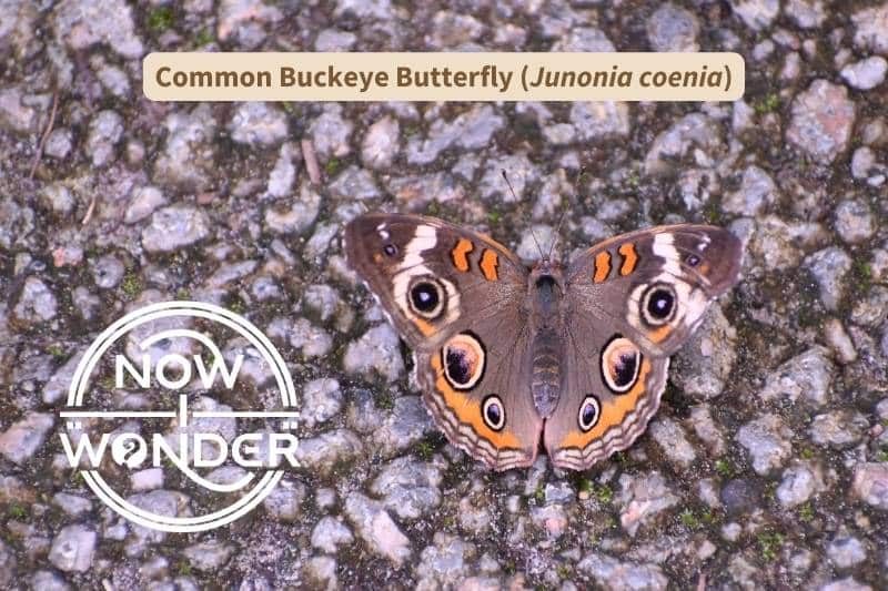A Common Buckeye butterfly (Junonia coenia) perched on asphalt with wings spread to the sides. It has a furry dark brown abdomen, and brown, clubbed antennae. Its wings are dark brown overall, with two bright orange bars on each forewing, and a series of three large eyespots along the wing margins.