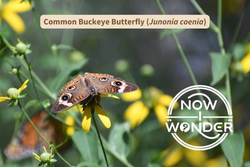 A Common Buckeye butterfly (Junonia coenia) perched on top of a yellow flower with wings spread to the sides. It has a furry dark brown abdomen, and brown, clubbed antennae. Its wings are dark brown overall, with two bright orange bars on each forewing, and a series of three large eyespots along the wing margins.