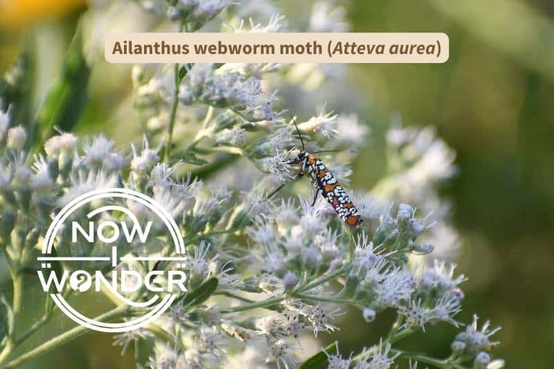 An Ailanthus webworm moth (Atteva aurea) crawls over a white flowering weed. The moth is tiny but boldly patterned in bright orange, with four rows of black-edged white dots running from side to side. Its thorax and abdomen is black and white.