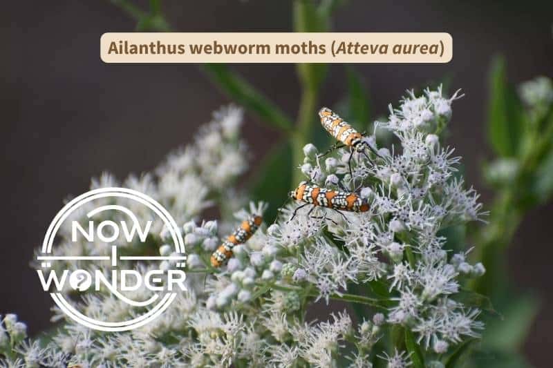 Three tiny Ailanthus webworm moths (Atteva aurea) crawling over white flowers. Each moth is bright orange, with four rows of black-edged white dots running from side to side.