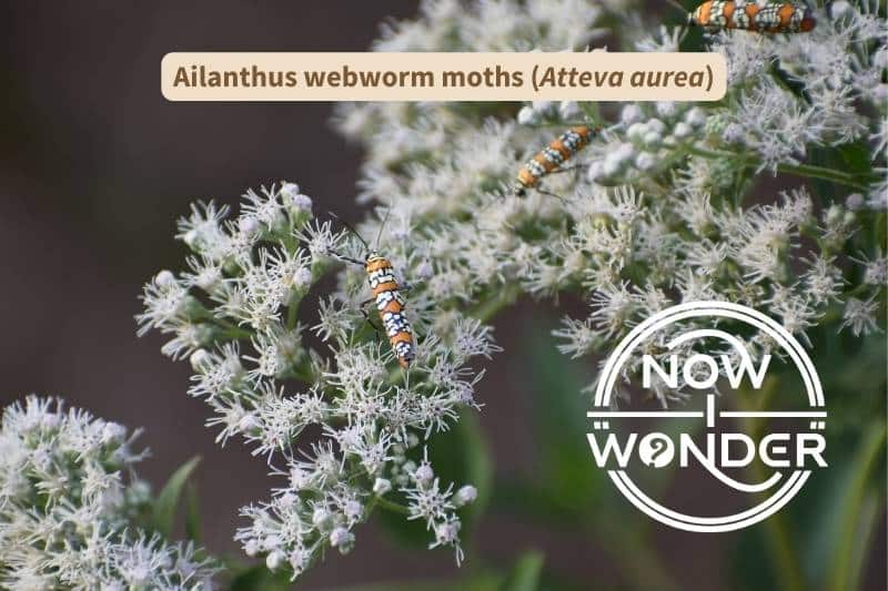 Three tiny Ailanthus webworm moths (Atteva aurea) crawling over white flowers. Each moth is bright orange, with four rows of black-edged white dots running from side to side.
