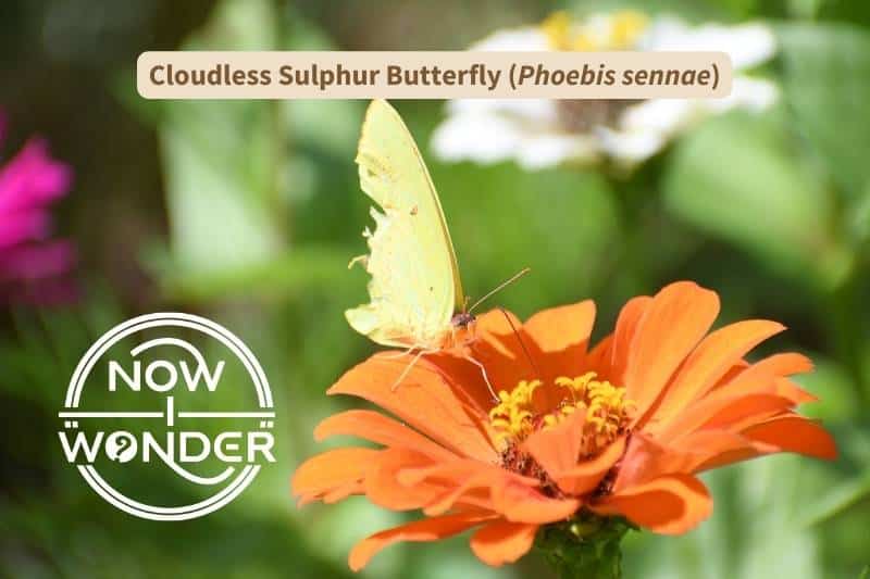 A bright lemon yellow Cloudless Sulphur butterfly (Phoebis sennae) is siphoning nectar from a vivid orange garden flower.
