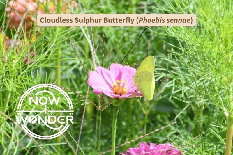 A female Cloudless Sulphur (Phoebis sennae) butterfly is perched on a flower. The butterfly is yellow, with tiny dark spots across its hind wing and a single wing spot on its forewing and is perched on a hot pink flower with an orange disk flower (center).
