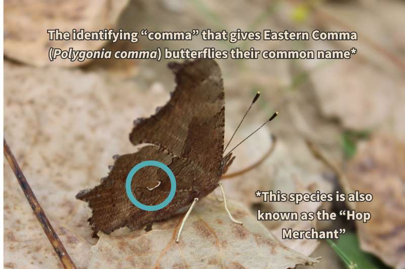 This diagram highlights the silver, comma-shaped mark on the underside of a Hop Merchant's hind wing, which gives Polygonia comma its other common name "Eastern Comma". Adapted from CANVA courtesy of Rick_Thompson.