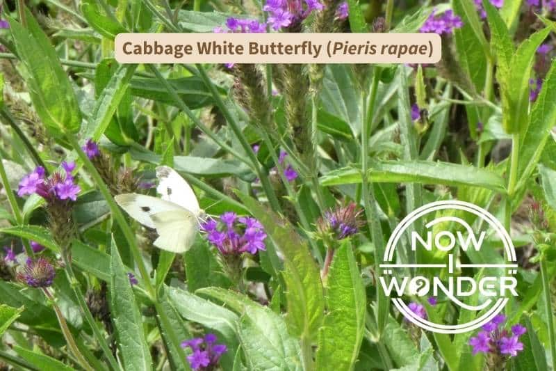 A female Cabbage White (Pieris rapae) butterfly perched on Blue Vervain (Verbena hastata). The butterfly is bright white, with charcoal wingtips and two dark spots on each forewing and is sipping nectar from the purple flowers.