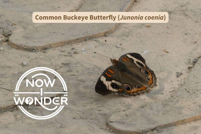 A Common Buckeye butterfly (Junonia coenia) perched on a tan paving stone with wings spread to the sides. It has a furry dark brown abdomen, and brown, clubbed antennae. Its wings are dark brown overall, with two bright orange bars on each forewing, and a series of three large eyespots along the wing margins.