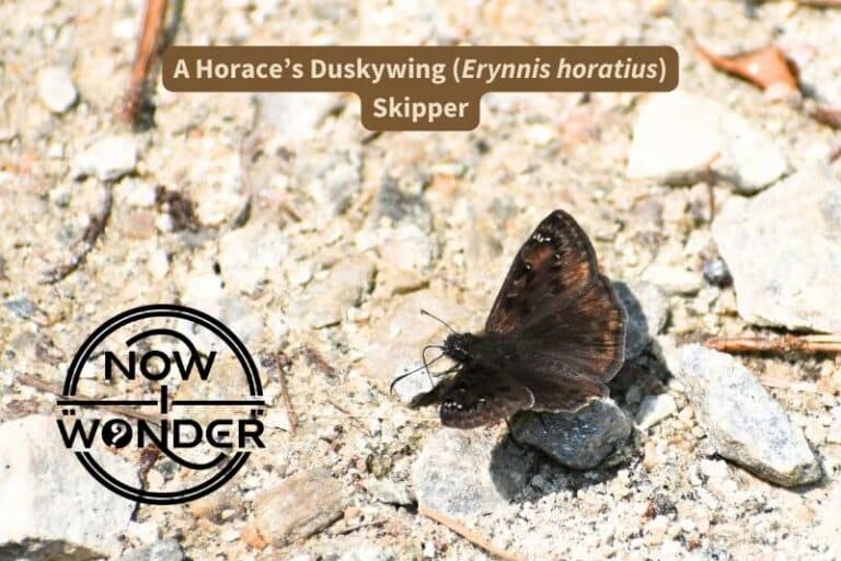 Horace’s Duskywing Skipper Butterfly (Erynnis horatius)