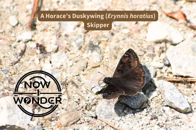 A deep, velvety brown Horace's Duskywing Skipper (Erynnis horatius) is perched on a gravelly road in the sun, warming its wings and imbibing some mineral salt through its long, flexible proboscis.