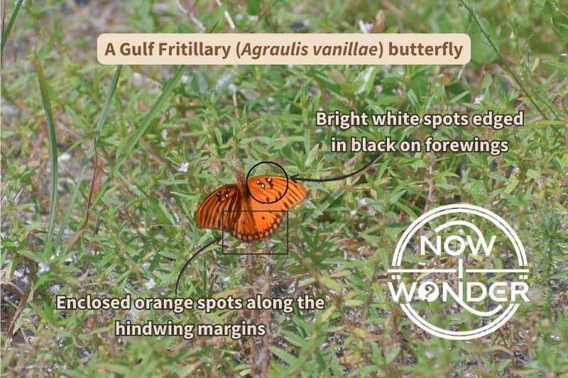 The dorsal surface of a Gulf Fritillary (Agraulis vanillae) butterfly is mostly orange but is distinctive due to three to four white spots on the forewings and a row of orange spots edged in black along the margin of the hindwings.