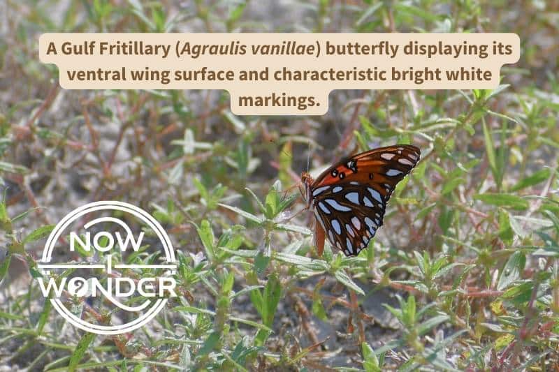 The ventral wing surface of a Gulf Fritillary (Agraulis vanillae) is marked with large, silvery-white spots. The forewing has only a few spots at the apex of the forewing, while the hindwing is fully covered.