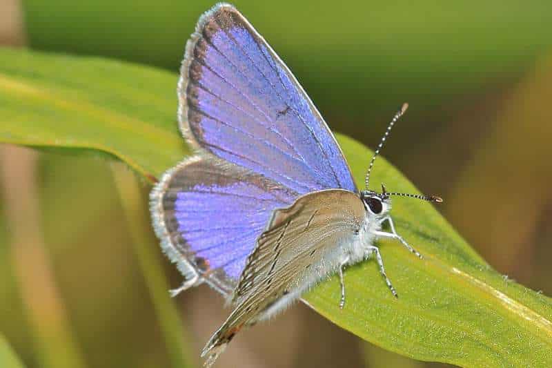 A perched male Eastern-tailed Blue butterfly (Everes comyntas) displays the brilliant blue of his upper wings, his fuzzy white body, his large, deep black eyes, the silvery-white of his underwings, and the "tails" extending off his hindwings.
