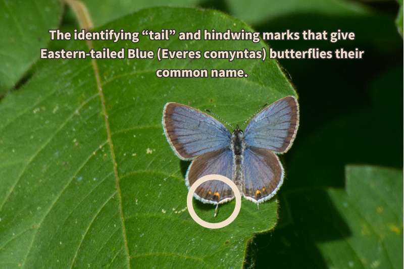 A view of a male Eastern-tailed Blue butterfly (Everes comyntas) from above, with the thin, threadlike "tail" and orange marks that distinguish this species from other blues in the gossamer wing butterfly family circled.