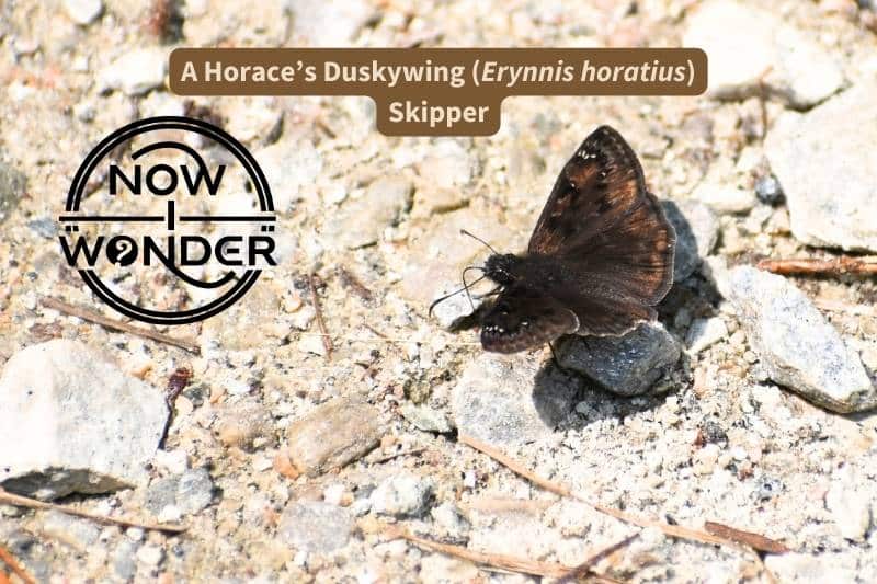 A dark, velvety brown Horace's Duskywing Skipper perched on a dirt path and imbibing water and salt from the gaps between the gravel.