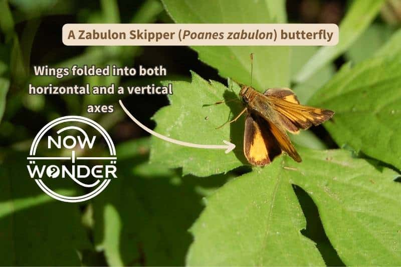 A Zabulon Skipper (Poanes zabulon) butterfly perched on a green leaf. It is brown and orange, with a thick, muscular body, broad head, and hooked antennae characteristic of skippers. Its wings are folded like paper airplanes and point both straight up and out to the side.