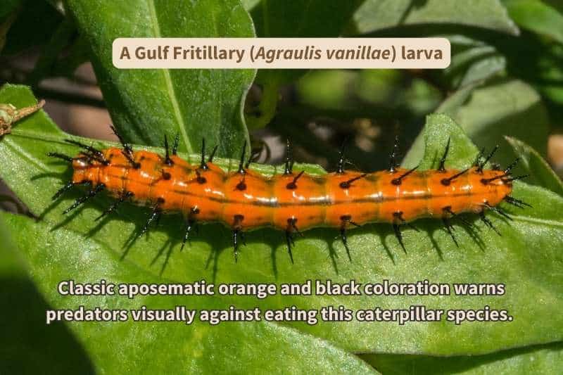 A close-up view of a Gulf Fritillary caterpillar (Agraulis vanillae). The larva is bright orange and covered in rows of sharp, black spikes, with a pale dark line down the length of its body.