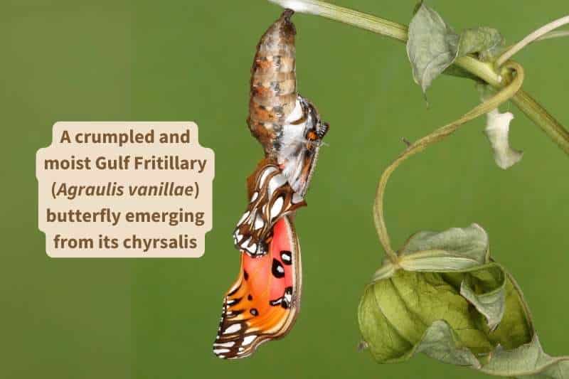 A Gulf Fritillary butterfly (Agraulis vanillae) half-emerged from its chrysalis.