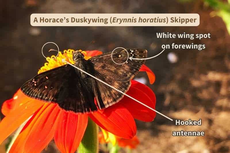 A Horace's Duskywing Skipper (Erynnis horatius) labeled with field marks. The hooked antennae identifies this insect as a "skipper" butterfly, the wings spread flat out to the side identifies it as a "spreadwing skipper" (subfamily Pyrginae), and the incontrasted dark brown color plus the small, white wing spots identifies it as a "duskywing".