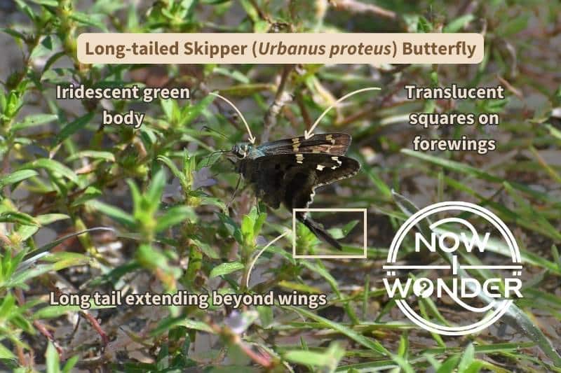 Labelled diagram of important field marks for Long-tailed Skipper (Urbanus proteus) butterflies including: Translucent wing spots, iridescent green body coloration, and long hindwing tail.