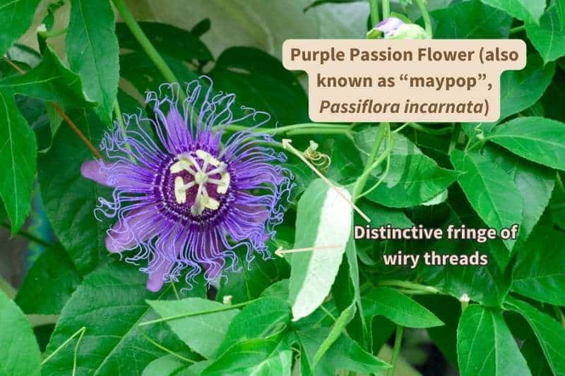A purple passion flower (Passiflora incarnata) against bright green leaves. The flower consists of 5 purple petals topped with a corona of squiggly, wire-like filaments, and 5 stamens that droop around a 3-styled pistil, all white.