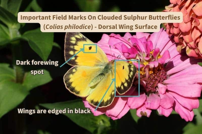 This diagram shows the important field marks on the upper side of Clouded Sulphur (Colias philodice) butterfly wings that help identify this species. Adapted from a photograph by MelodyAnneM, Canva.
