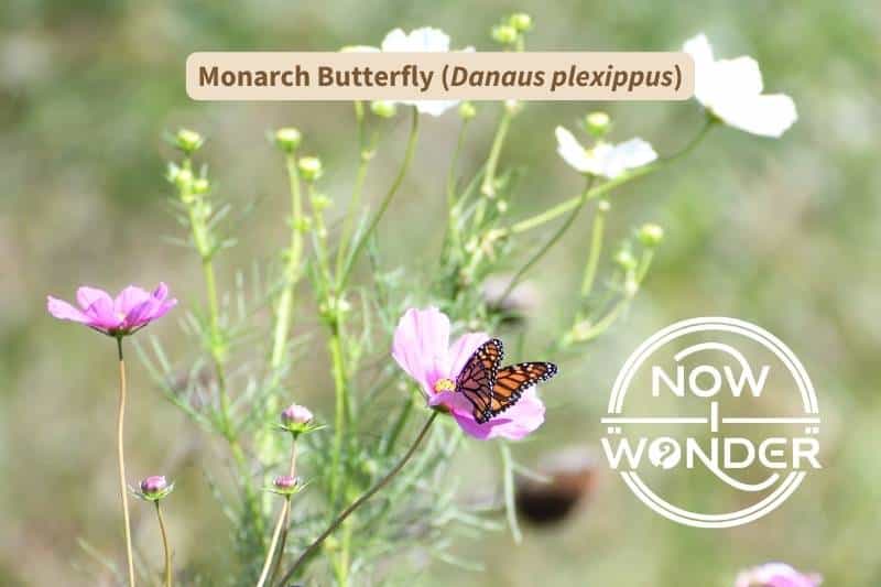 A Monarch butterfly (Danaus plexippus) perched on a pink wildflower. Copyright Now I Wonder.
