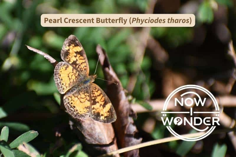 An orange and black Pearl Crescent butterfly (Phyciodes tharos) in North Carolina. Photograph taken by author. Copyright Now I Wonder.